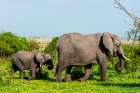 A female African elephant walking with her calf Chobe National Park-Botswana Art Print
